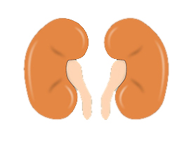 Nephrologist