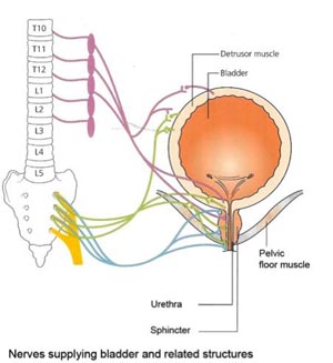 Neurourology